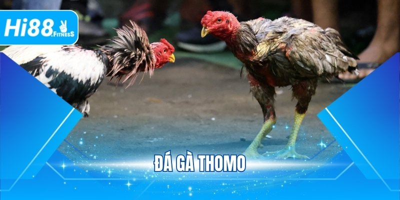 Đá Gà Thomo - Trận Đấu Kịch Tính, Căng Thẳng Tại Hi88
